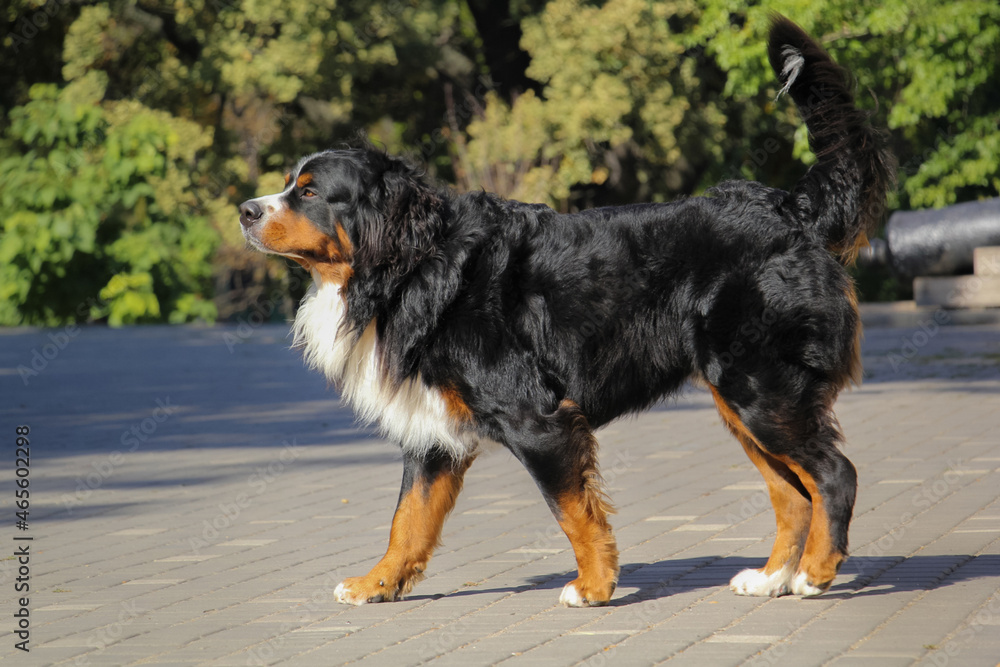 Pretty Bernese Mountain Dog Standing In The Park