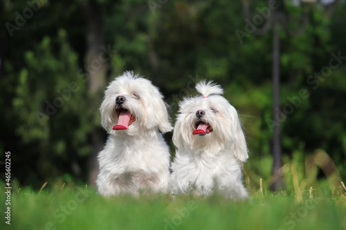 Two maltese dogs are sitting on the grass photo