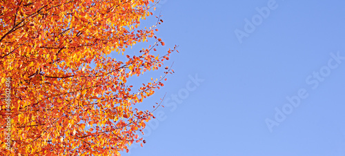 Bright yellow autumn leaves on a background of blue sky in fine Sunny weather. Beautiful autumn nature background. Free space for text, holidays motive.
