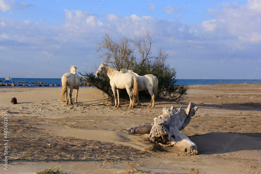 Obraz premium trio de chevaux en attente