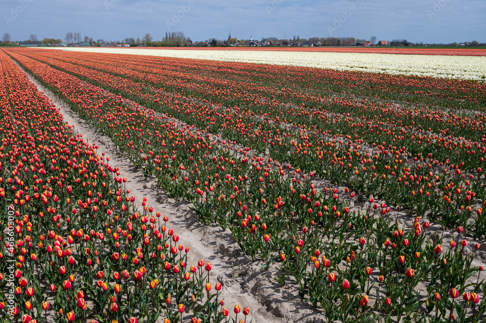 Tulip bulbs production industry, colorful tulip flowers fields in blossom in Netherlands