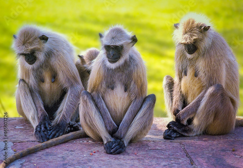 Photography Three langur monkeys sitting wisely on a stone bench in a park in India