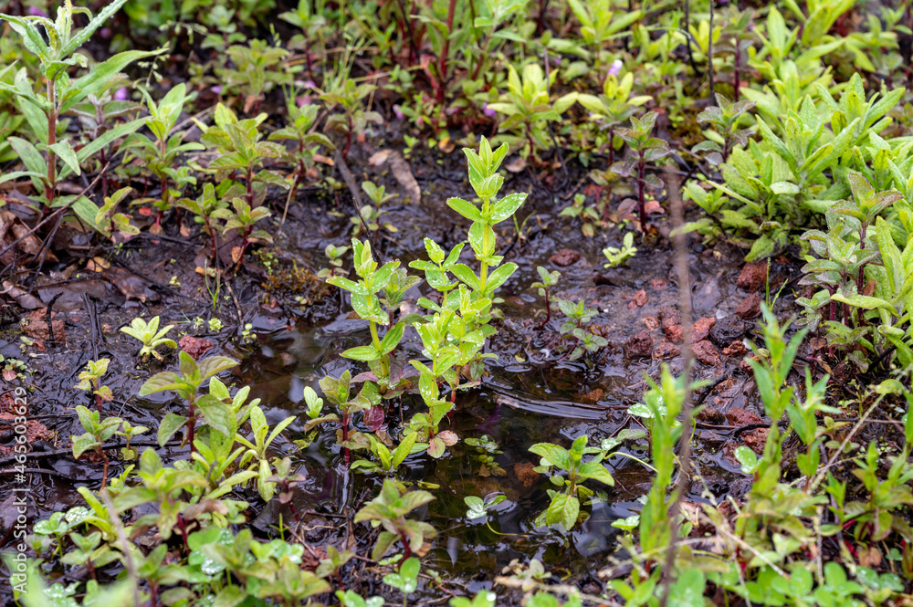 Mentha aquatica medicinal plant or water mint is perennial flowering plant in the mint family Lamiaceae. Mentha aquatica medicinal plant or water mint is perennial flowering plant in the mint family Lamiaceae.