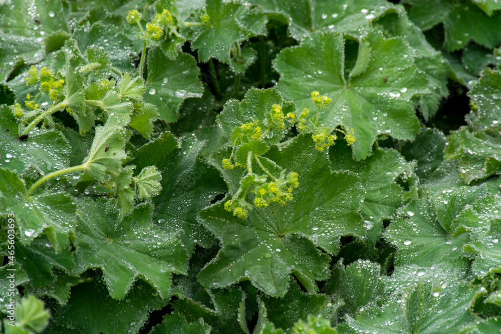 Alchemilla vulgaris or lady's mantle, herbaceous perennial plant member of the rose family, are grown in gardens for their leaves, which collect sparkling water droplets. Alchemilla vulgaris or lady's mantle, herbaceous perennial plant member of the rose family, are grown in gardens for their leaves, which collect sparkling water droplets.