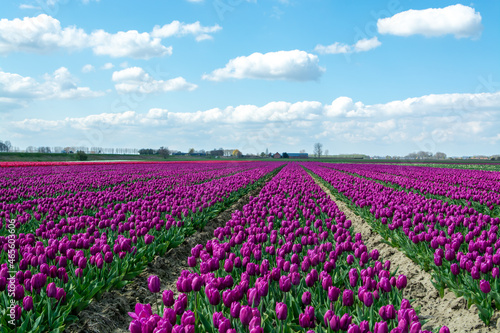 Dutch landscape, colorful tulip flowers fields in blossom in Zeeland province in april