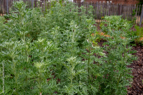 Botanical collection, young green leaves of Artemisia absinthium wormwood, absinthe, mugwort, wermout poisonous species of Artemisia, ornamental plant and is used as ingredient in spirit absinthe. photo