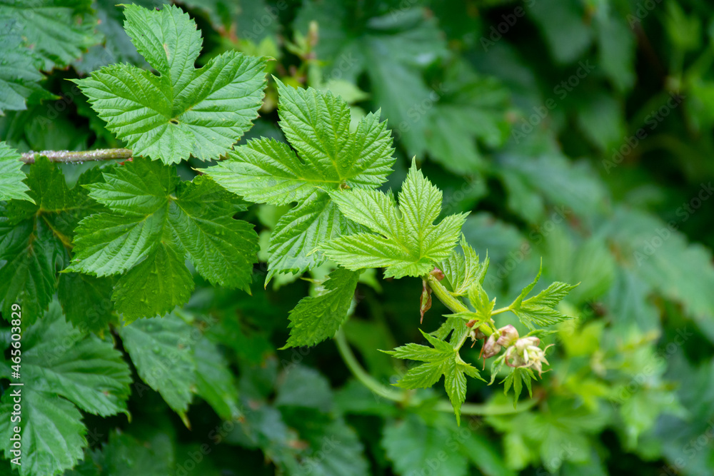 Botanical collection, green leaves of Humulus lupulus or hop plant used for making beer Botanical collection, green leaves of Humulus lupulus or hop plant used for making beer