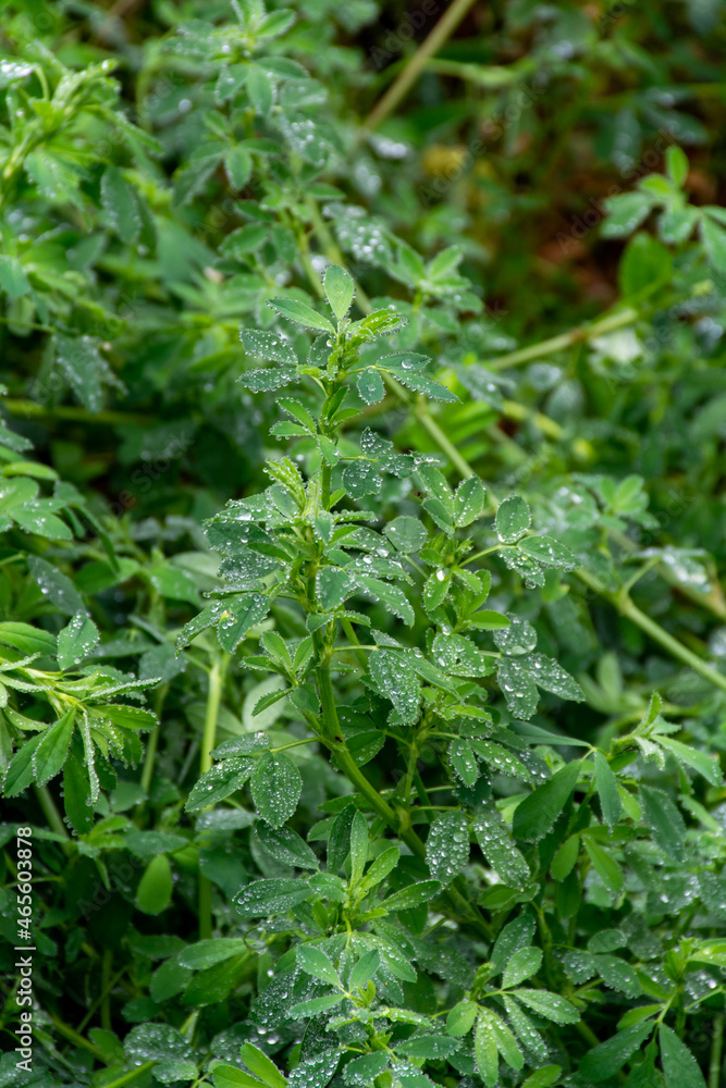 Botanical collection, medicago sativa, alfalfa or luzerne plant Botanical collection, medicago sativa, alfalfa or luzerne plant