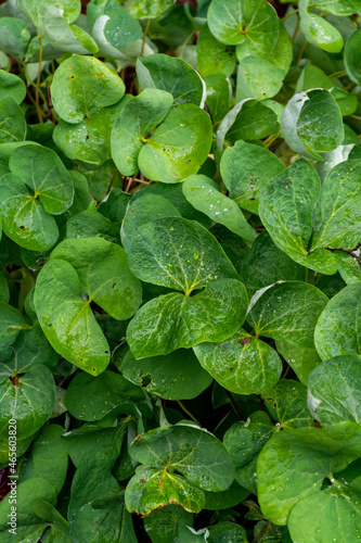 Botanical collection, green leaves of jeffersonia diphylla medicinal plant photo