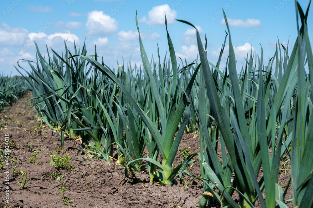 Farm fields with rows of growing green leek onion Farm fields with rows of growing green leek onion