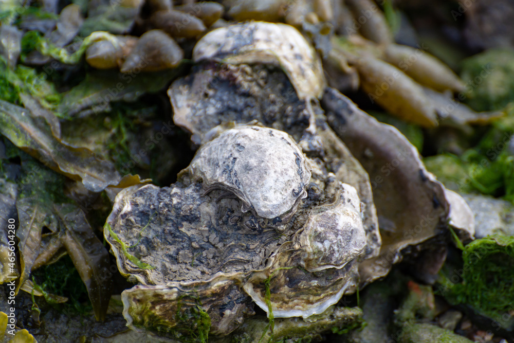Wild creuse oysters shellfish growing on stones in salted water of Oesterschelde during low tide, Zeeland, Netherlands Wild creuse oysters shellfish growing on stones in salted water of Oesterschelde during low tide, Zeeland, Netherlands