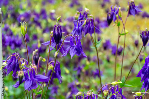 Botanical collection  young green leaves and violet flowers of garden poisoning plant  Aquilegia vulgaris or columbine  granny s nightcap  granny s bonnet native to Europe