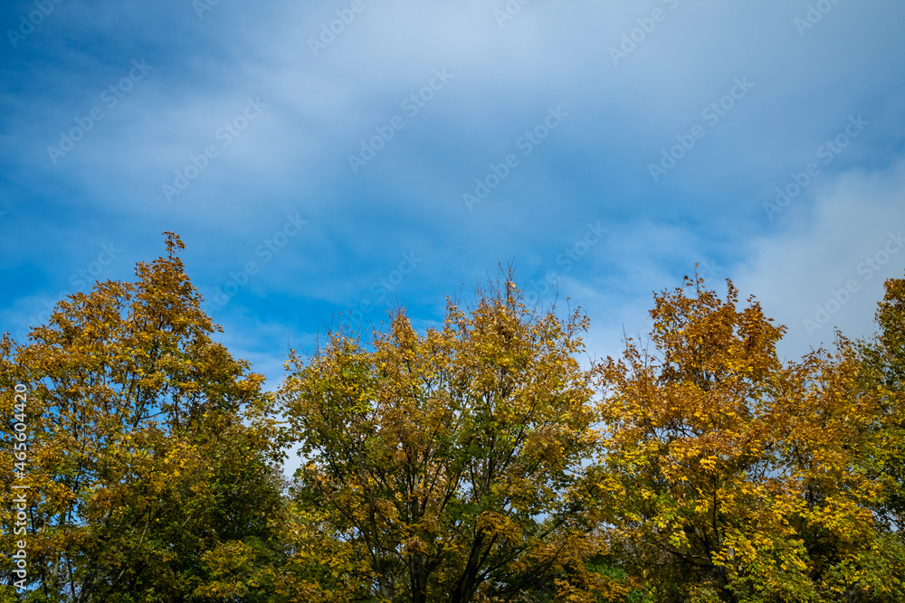 different colors trees in autumn against a bright blue sky. yellow golden an green leaves in the forest. 