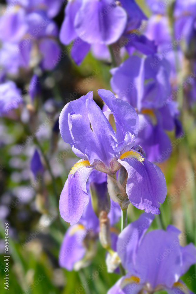 Southern Adriatic Iris Southern Adriatic Iris