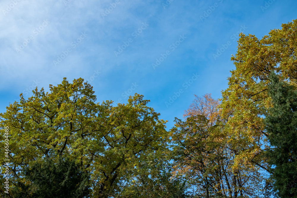 different colors trees in autumn against a bright blue sky. yellow golden an green leaves in the forest. different colors trees in autumn against a bright blue sky. yellow golden an green leaves in the forest.