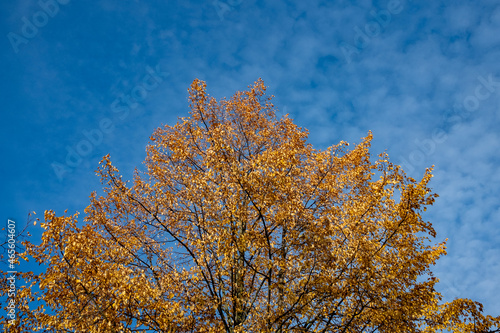 different colors trees in autumn against a bright blue sky. yellow golden an green leaves in the forest. 