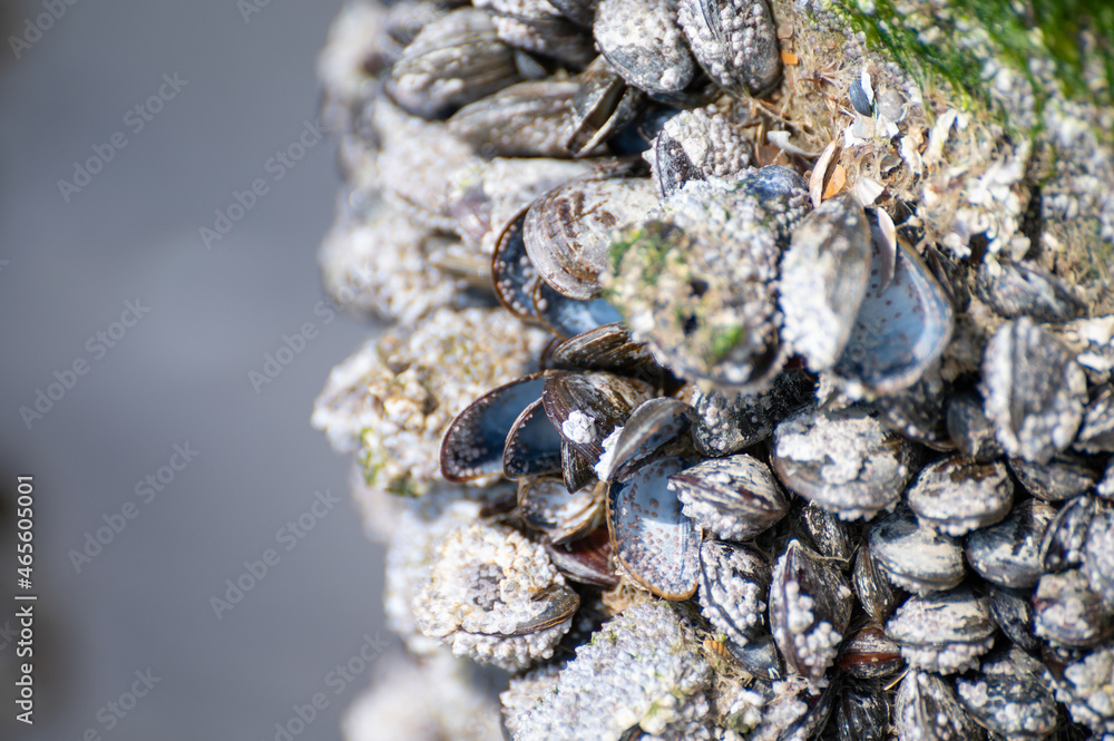 Group of live mussels clams shellfish growing on wooden poles at low tide in North sea, Zoutelande, Zeeland, Netherlands