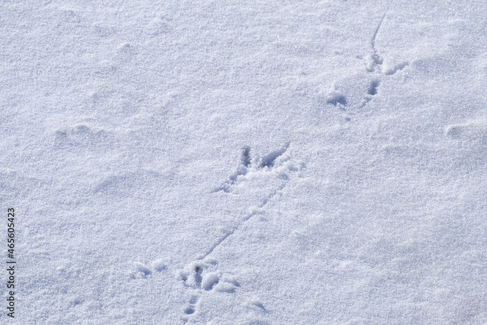 A close up of a fresh white newly fallen snow on the ground with a large wild bird print in the snow. The fresh print is shallow exposing dark cold ice underneath. The track is moving downward. A close up of a fresh white newly fallen snow on the ground with a large wild bird print in the snow. The fresh print is shallow exposing dark cold ice underneath. The track is moving downward.