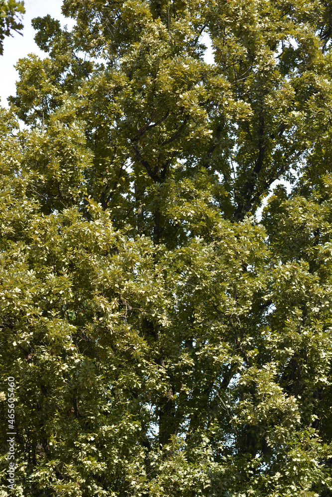 Fototapeta premium English oak