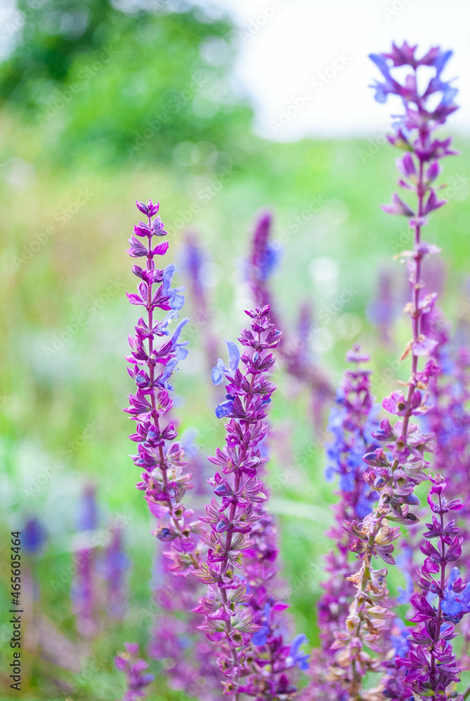 Obraz premium flowers in the garden