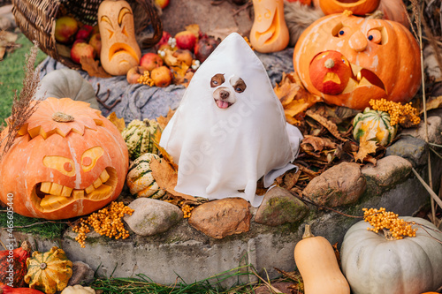 halloween animals. dog ghost among scary rye pumpkins. festive decorations.