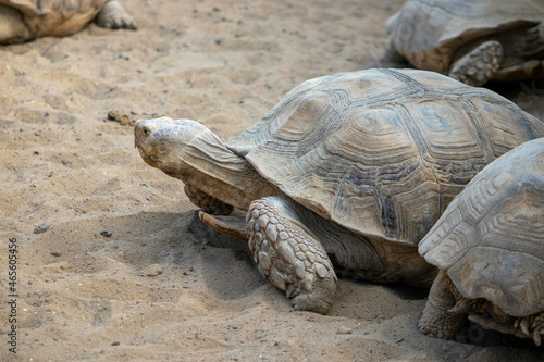a large turtle crawling on the sand in an aviary Fototapete