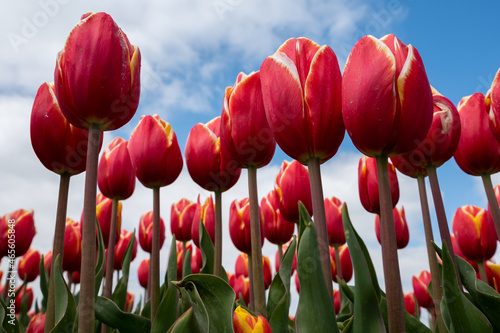 Tulip bulbs production industry, red tulip flowers fields in blossom in Netherlands up view #465605848