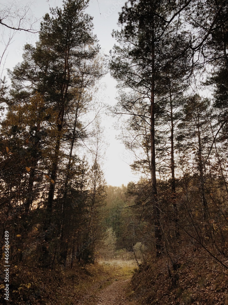 Fototapeta premium Autumn in a wood.