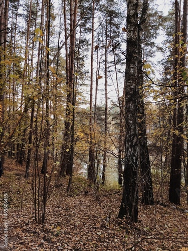 Fototapeta Naklejka Na Ścianę i Meble -  Autumn in a wood.