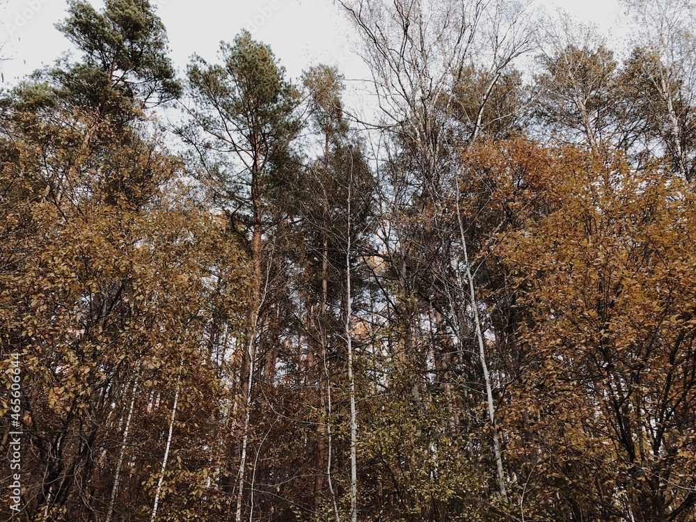 Fototapeta premium Autumn in a wood.