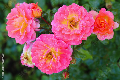 Pink rose bush in the garden