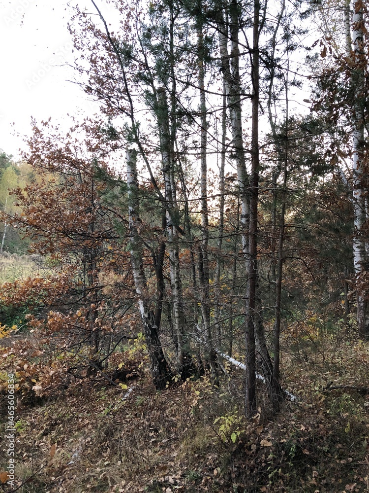 Obraz premium Autumn in a wood.