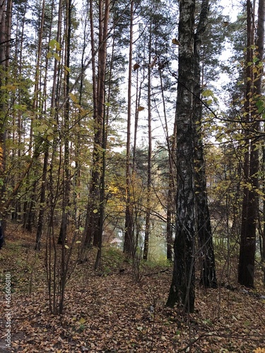 Fototapeta Naklejka Na Ścianę i Meble -  Autumn in a wood.