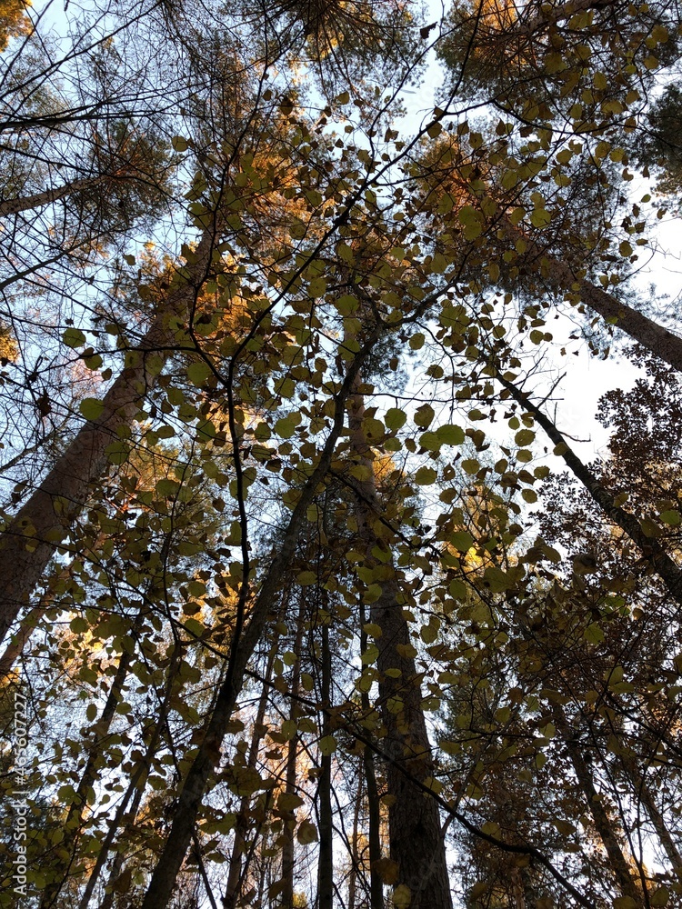 Fototapeta premium Autumn in a wood.