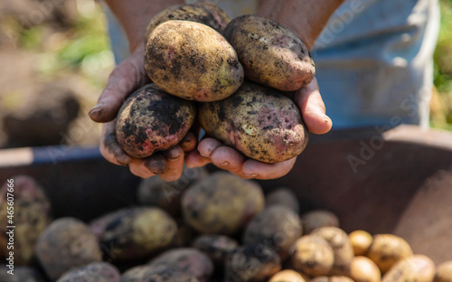 Harvest potatoes in the vegetable garden of a woman farmer. Selective focus.