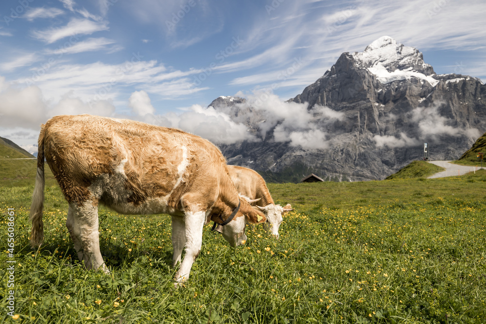 Pair of light brown cows grazing on an idyllic green meadow in front of a snow-covered mountain in the Swiss Alps on a sunny hike