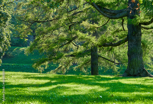 large branches of larch in the park on a sunny day