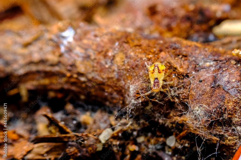 Aphid Nymph Aphid Nymph
