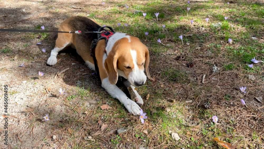 Cute tricolor beagle dog, enjoys biting a stick while lying down during a walk in the countryside, 4k resolution. Cute tricolor beagle dog, enjoys biting a stick while lying down during a walk in the countryside, 4k resolution.