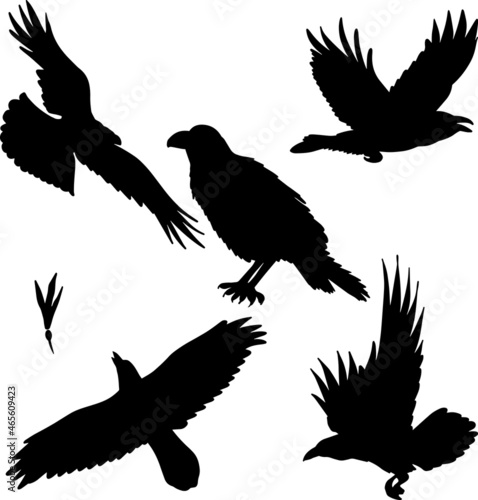 Set of hand drawn black crow silhouette birds, vector file