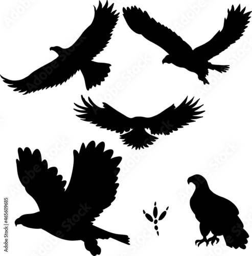 Set of hand drawn black swans silhouette birds, vector file