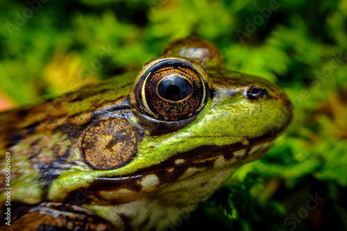 Leopard Frog Eyes Macro