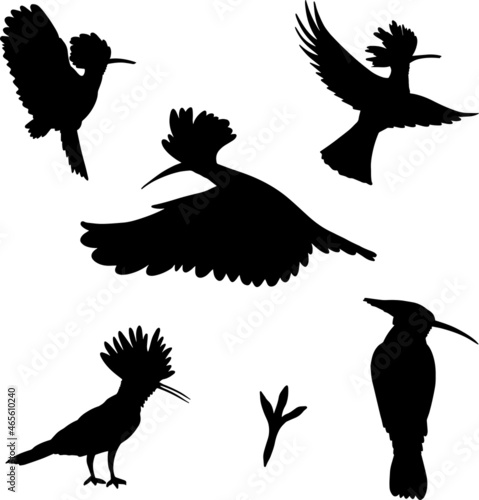 Set of hand drawn black hoopoe silhouette birds, vector file photo