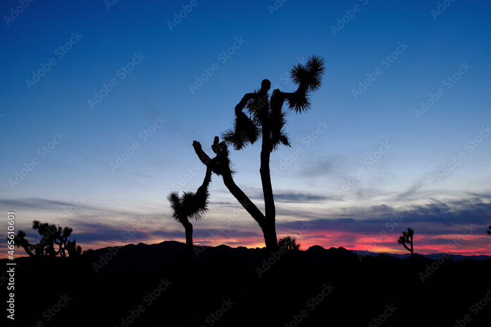 Joshua trees and Gneiss Rocks in and around Joshua Tree national park bordering the Colorado and Mojave desert at sunset