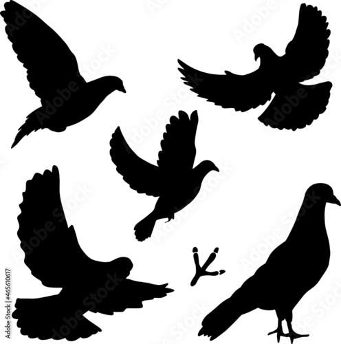Set of hand drawn black pigeon silhouette birds, vector file