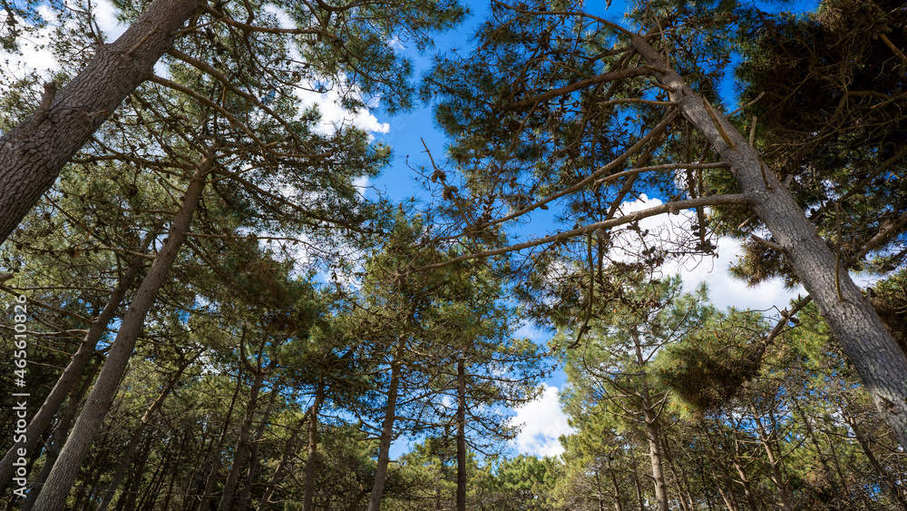 Obraz premium trees in the forest