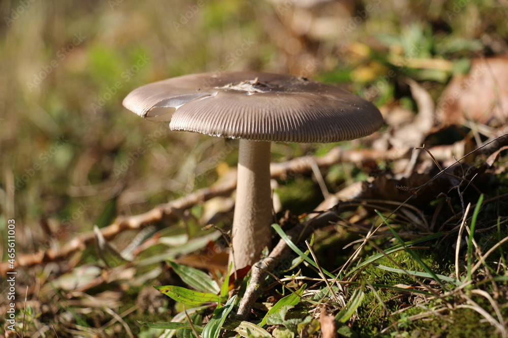 champignon champignon