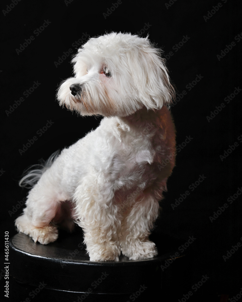 trained white little maltese dog trained white little maltese dog