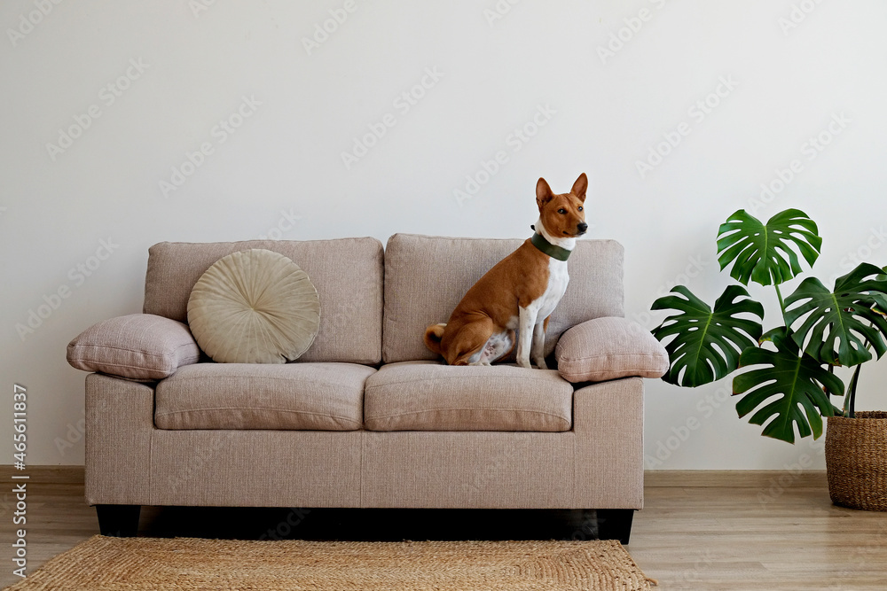 Cute two year old Basenji dog with big ears sitting on beige textile ...
