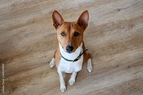 Fototapeta Naklejka Na Ścianę i Meble -  Cute two year old Basenji dog with big ears sitting on a hardwood floor. Small adorable doggy with funny fur stains, wearing green leather collar at home. Close up, copy space, background.